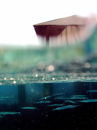 Illustration for article titled Fetish: I Love Half-Underwater Photos